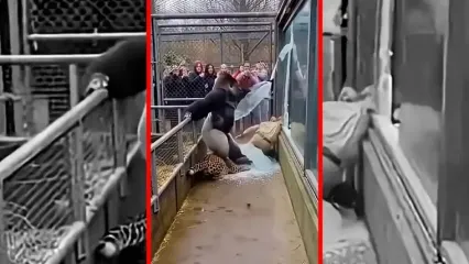 فیلم نجات نگهبان توسط گوریل ساخته شده با هوش مصنوعی