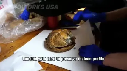 فرآیند پرورش و فرآوری گوشت، پوست و شیر الاغ در آمریکای جنوبی