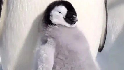 لحظه‌های دیدنی از دوستی کودک و پنگوئن‌ها در شبکه‌های اجتماعی