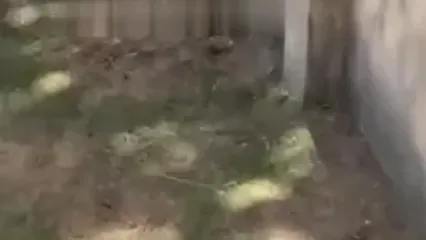 ببینید؛ فیلم تکان‌دهنده از نوجوانی که خوراک شیرهای گرسنه شد؛ ورود مرگبار به داخل قفس که همه را حیرت زده کرد