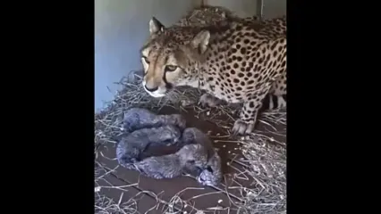 جشن تولد 4 توله یوزپلنگ در باغ وحش ویرجینیا