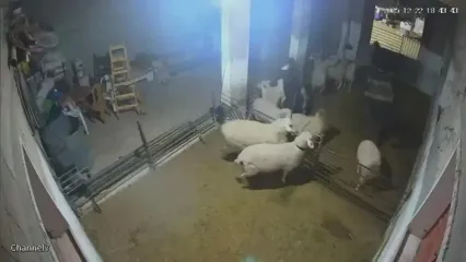 شهرک‌نشینان صهیونیست به گوسفندان هم رحم نکردند