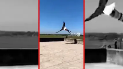 فیلم پرواز پسر بچه با عقاب ساخته‌شده با هوش مصنوعی