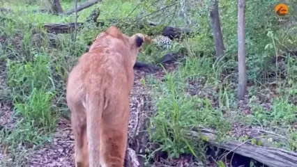 وقتی شیر ماده، پلنگ بی نوا را تا مرز سکته می برد!