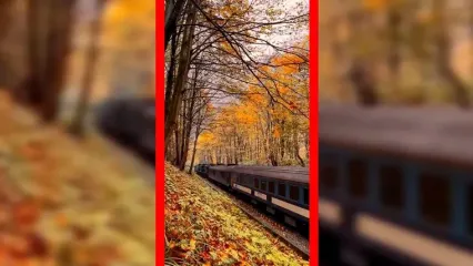 فیلم عبور قطار میان جنگل پاییزی شیرگاه در مازندران