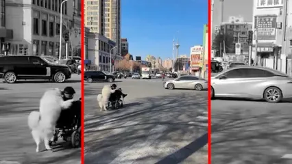 فیلم کمک دیدنی سگ به پیرمرد ویلچرنشین در خیابان