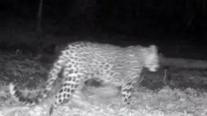 حضور همزمان چهار پلنگ ایرانی در سوادکوه مازندران