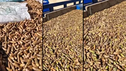 قاچاق گسترده بذر بلوط زاگرس در سمیرم لو رفت؛ سه نیسان پر از «آینده جنگل‌ها» توقیف شد