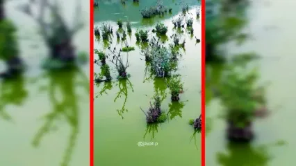 فیلم طبیعت بکر تالاب استیل آستارا