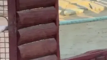 ویدئو: طناب کشی ستاره رئال مادرید با ببر در باغ وحش!