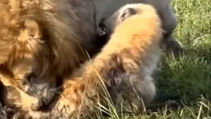 درگیری شدید در ساوانا؛ شیر بر کفتار غلبه کرد