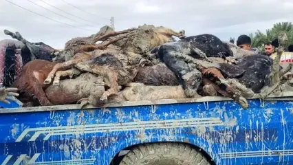 مرگ احشام روستای مهرگی در سیل وحشتناک / امدادگران و مسئولان به میدان بیایند، خانه های مردم پر از گل و لای است + عکس و فیلم