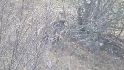 خرس قهوه‌ای مازندران آمادۀ خواب زمستانی می‌شود