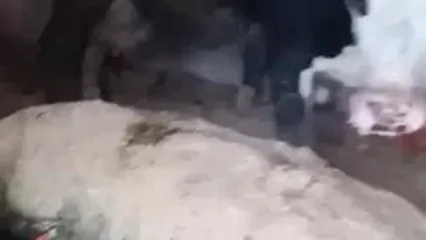 دفن شدن گاو در زیر برف!