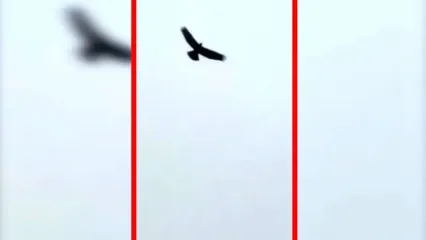 فیلم پرواز عقاب های بزرگ جثه در خراسان شمالی