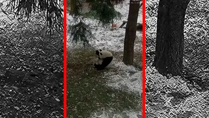 فیلم بازی و غلت زدن پانداها در برف باغ وحش