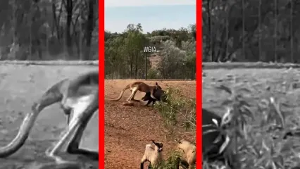 فیلم نبرد عجیب کانگورو و گراز وحشی