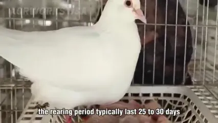 چگونه چینی ها میلیون ها کبوتر را برای تولید گوشت پرورش می دهند؟