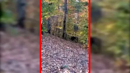 فیلم ثبت تصویری خرس در طبیعت مازندران