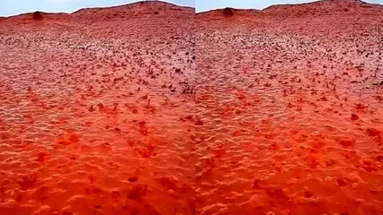 این جزیره جلوی چشم دنیا قرمز شد!