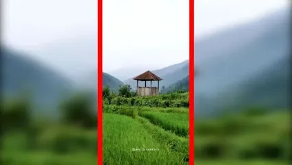 فیلم نمای هوایی خیره‌کننده از شالیزارهای مازندران