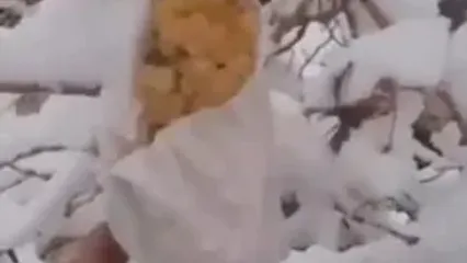 برداشت انگور زمستانی در خوانسار