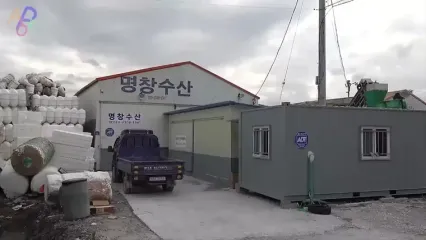 مراحل شگفت‌انگیز پرورش و فرآوری صدف خوراکی در کره جنوبی