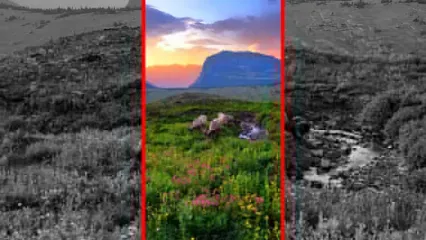 فیلم زیبایی قوچ‌ها در کوهستان سرسبز