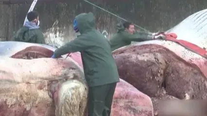 مرگ نهنگ کوژپشت در سواحل اسپانیا