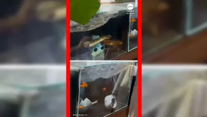 فیلم زلزله ۷.۶ ریشتری در ژاپن و تکان خوردن آکواریوم ها