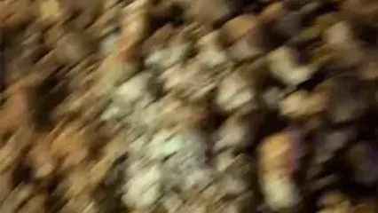 ببینید؛ اعتراض کشاورزان در بروکسل؛ سیب‌زمینی‌ها سهم رهگذران شد