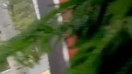 شکار سنجاب نگون‌بخت توسط گربه دم‌کوتاه