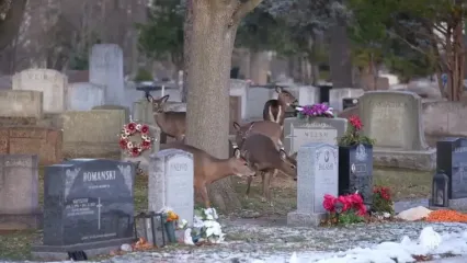 هجوم گوزن‌های گرسنه به قبرستان