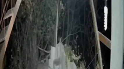 ورود خرس به منزلی مسکونی در سمنان