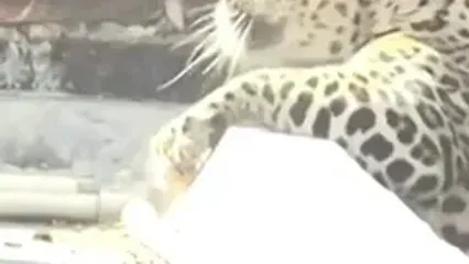 ببینید؛ زمین‌گیر شدن پلنگ پس از حمله به ۷ نفر در منطقه مسکونی