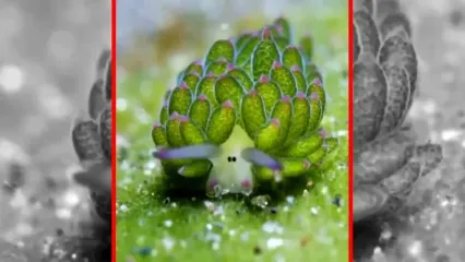 فیلم گوسفند دریایی در آب‌های اندونزی