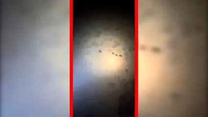 فیلم مشاهده چهار قلاده خرس قهوه‌ای در ارتفاعات فیروزکوه