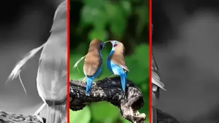 فیلم رقص جالب پرندگان کوچک