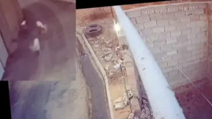 ببینید؛ لحظه نجات معجزه‌آسای دختر دانش‌آموز از حمله سگ‌های ولگرد!