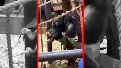 فیلم بازی بچه شامپانزه ها در باغ وحش