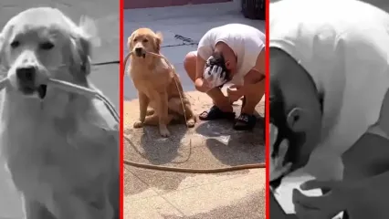 فیلم کمک یک سگ به صاحب خود برای شستن سر