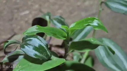 غذای روستایی در ایران؛ پخت خوراک قارچ و لوبیا توسط زوج روستایی