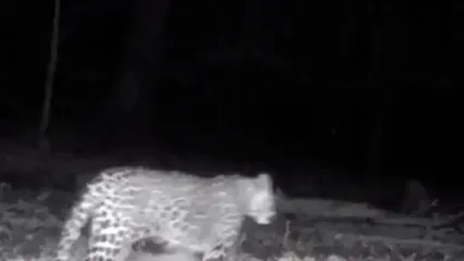 فیلم مشاهده ۴ پلنگ ایرانی در سوادکوه مازندران