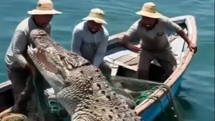 هشدار جدی درباره مواجهه با تمساح؛ این اشتباهات می‌تواند مرگبار باشد