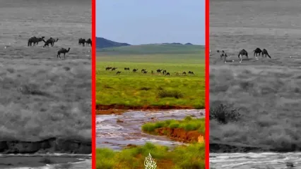 فیلم چرای شترها زیر باران در طبیعت سرسبز مکه
