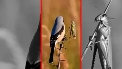 فیلم روش عجیب شکار سنگ چشم تورانی