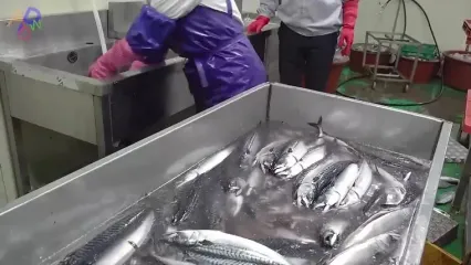 مراحل فرآوری و بسته بندی ده ها تن ماهی ماکرل نروژی در کارخانه ای در کره