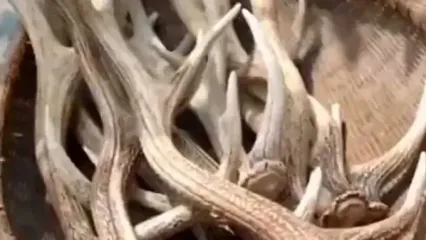 چسب شاخ چگونه ساخته می‌شود؟ / بازگشت به یک روش قدیمی و کاربردی