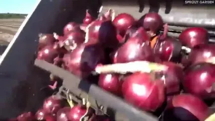 چگونه کشاورزان آمریکایی هزاران تن پیاز را برداشت می کنند؟