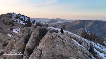 حمله عقاب به دوربین صداوسیما در خراسان شمالی